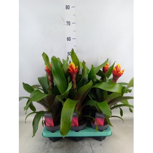 Guzmania  'Crown'