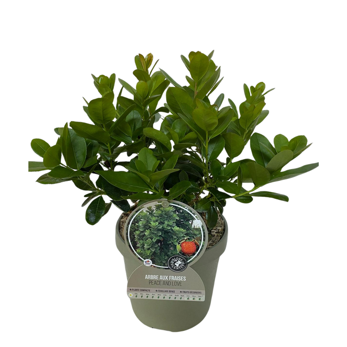 <h4>Arbutus unedo</h4>
