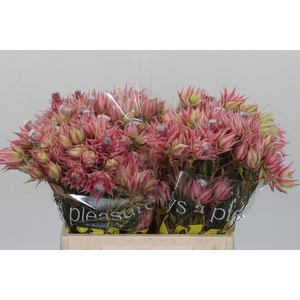Blushing Bride Pink 6/9 Flowers