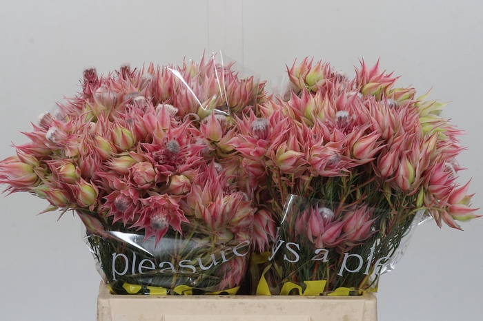 <h4>Blushing Bride Pink 6/9 Flowers</h4>