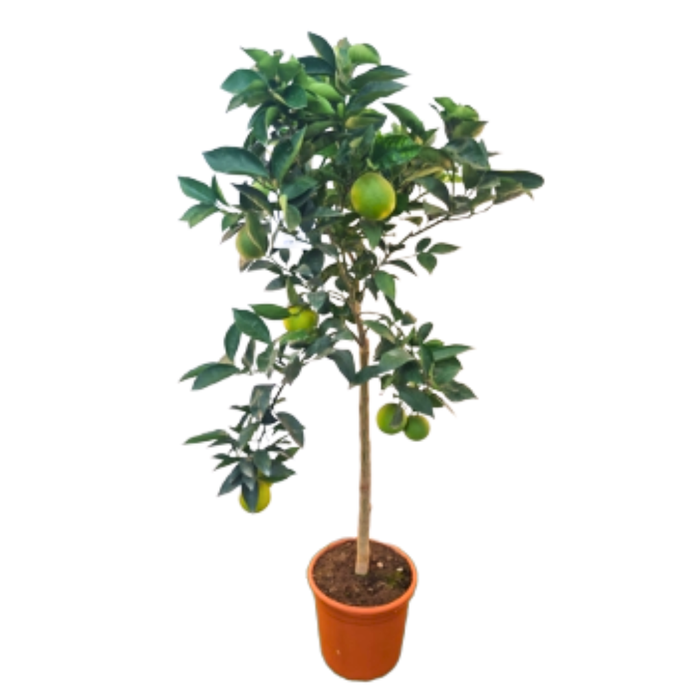 <h4>Citrus hystrix</h4>