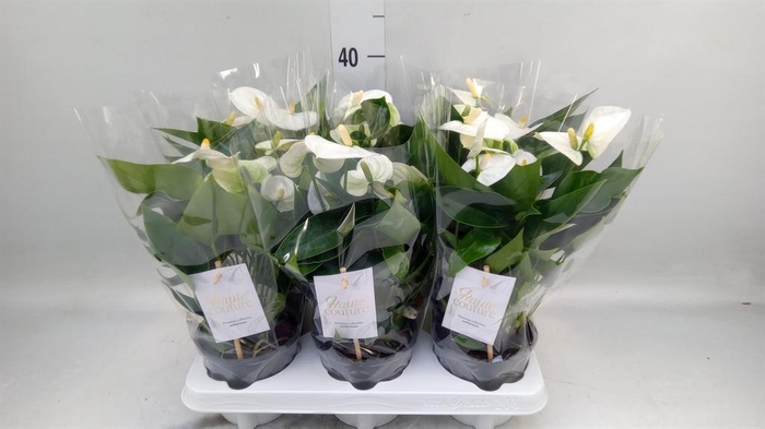 <h4>Anthurium andr. 'Cocos'</h4>