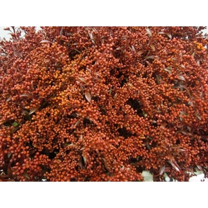 Solidago Bordeaux