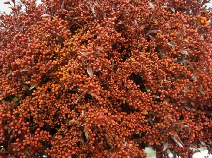 <h4>Solidago Bordeaux</h4>