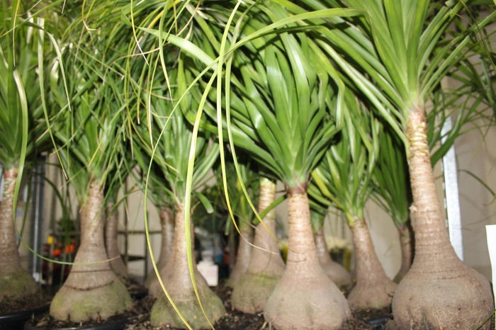 <h4>BEAUCARNEA P24</h4>