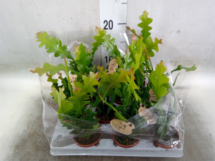 <h4>Epiphyllum anguliger</h4>