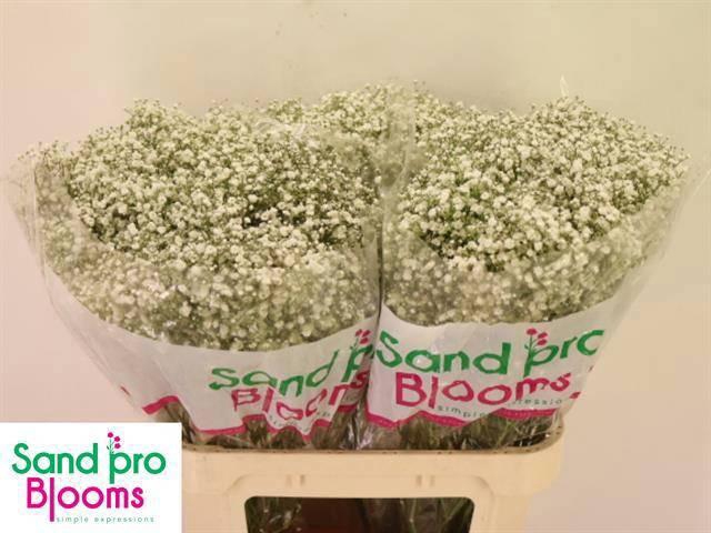 <h4>GYPS PA OPTIMUS</h4>