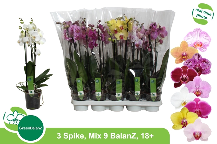 <h4>PHAL GEM 9 KL</h4>