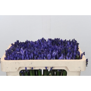 Agapanthus EYFORI Blue