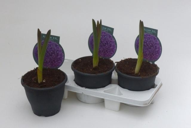 <h4>ALLI GLADIATOR</h4>