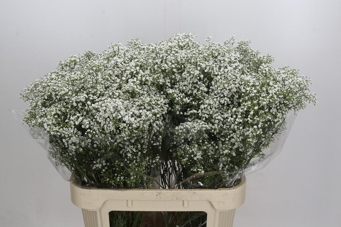 <h4>Gyps Million Stars</h4>