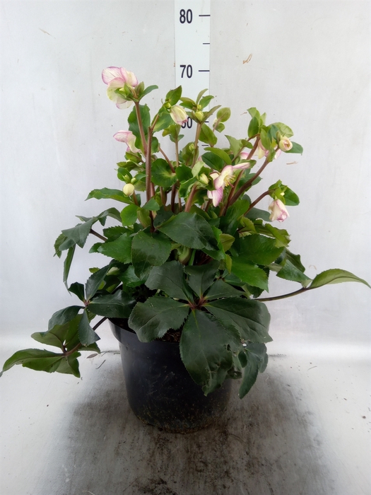 <h4>Helleborus  'Ice N Roses Picotee'</h4>