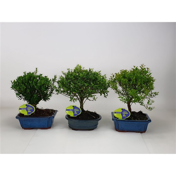 <h4>Bonsai mix outdoor, 20cm., broom, without drip tray - Partly without leaves during winter</h4>