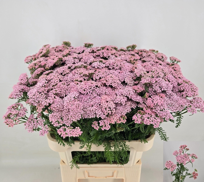 <h4>ACHIL M ANITA</h4>