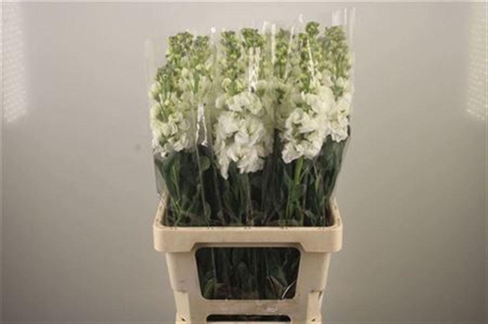 <h4>MATTH IRON WHITE</h4>