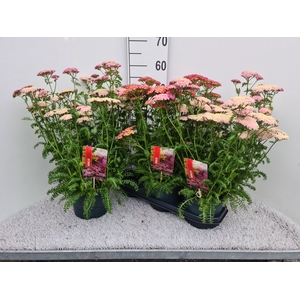ACHI MILLEFOLIUM