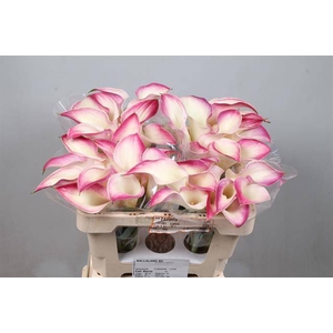 Calla Mario Kallaland