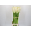 Zantedeschia Eydolls White