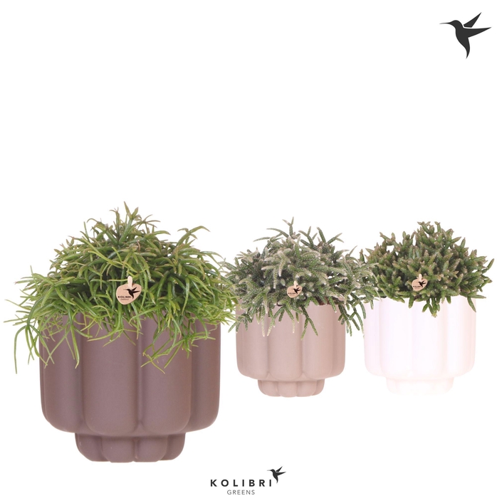 <h4>Kolibri Greens Rhipsalis mix in Retro pot sand mix</h4>