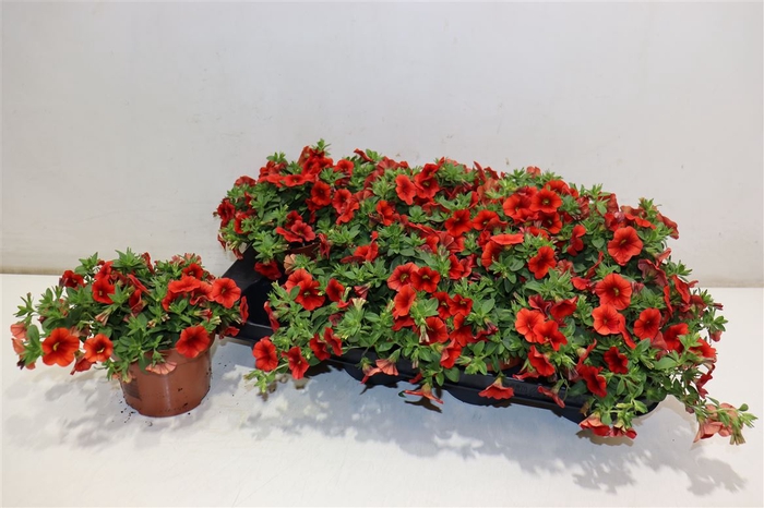 <h4>Calib Minif Oran Red</h4>