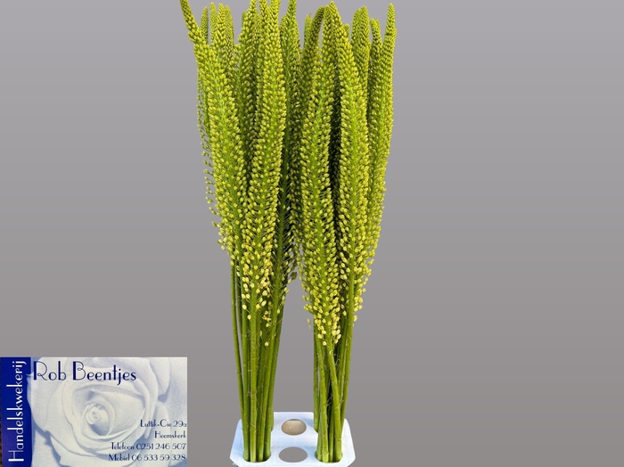 <h4>EREMURUS ALASKA</h4>
