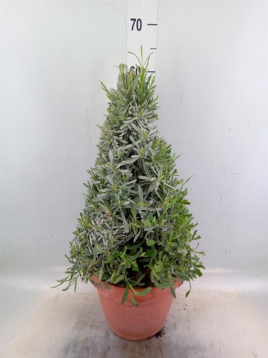 <h4>Lavandula angus.</h4>