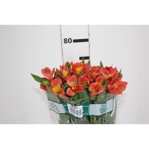 ALSTROEMERIA TROPICANA 080 CM