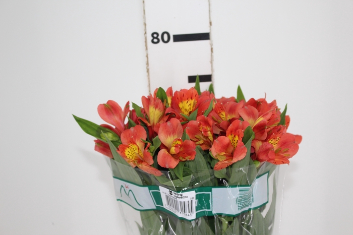 <h4>ALSTROEMERIA TROPICANA 080 CM</h4>