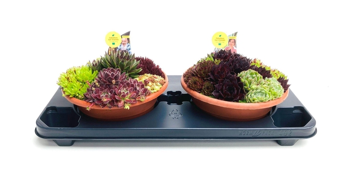 <h4>Sempervivum Mix</h4>