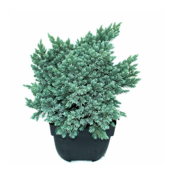 <h4>Juniperus squamata 'Blue Star' P17</h4>