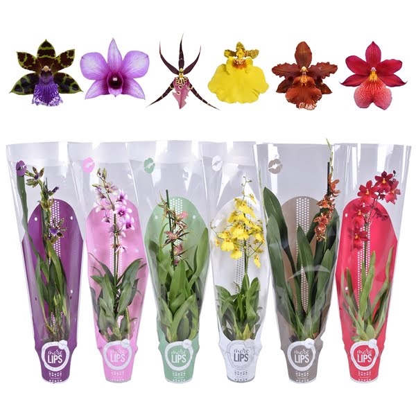 <h4>MoreLIPS® Orchideeën Mix 1 tak met gekleurde showhoes</h4>