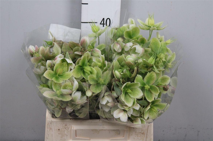 <h4>Hell Magnific Bells</h4>