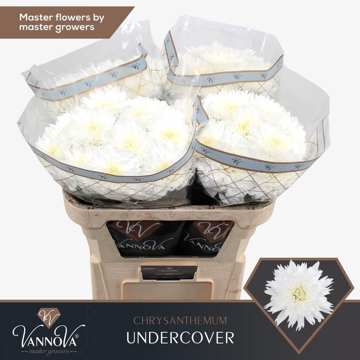 <h4>CHR G UNDERCOVER</h4>