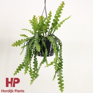 Epiphyllum anguliger P21