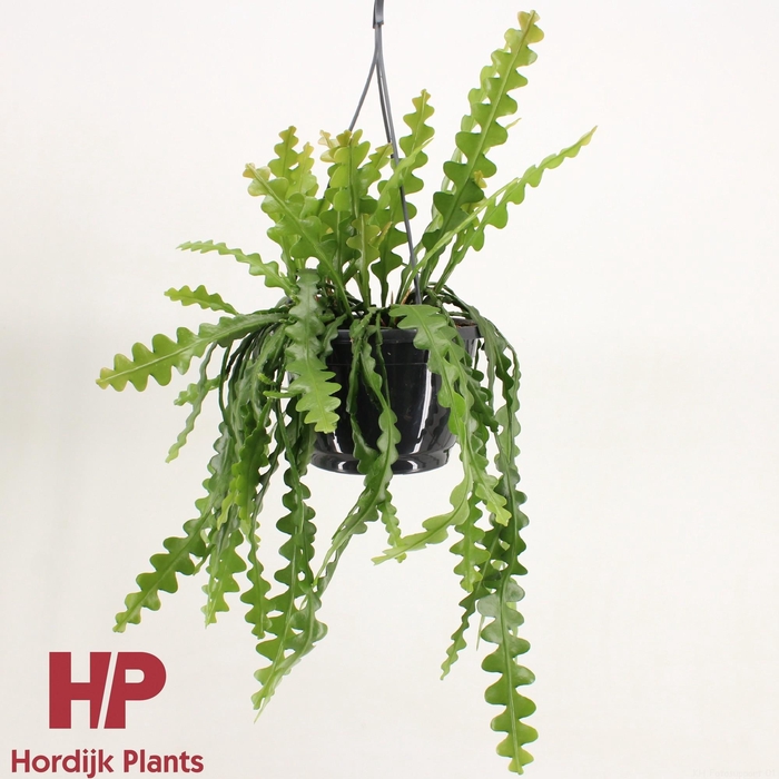 <h4>Epiphyllum anguliger P21</h4>