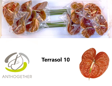 <h4>Anthurium Terrasol</h4>