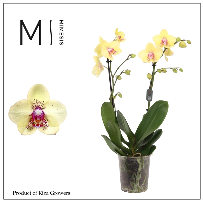 <h4>Phalaenopsis Dragon 2 spike - 12cm | Mimesis</h4>