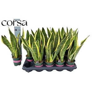 SANSEV FUTURA SUPERB