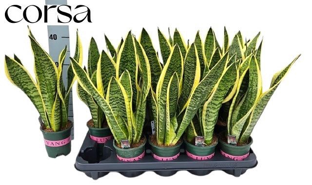 <h4>SANSEV FUTURA SUPERB</h4>