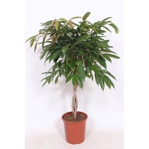 Ficus Amstel King