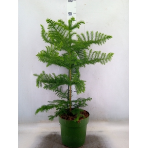 Araucaria heterophylla