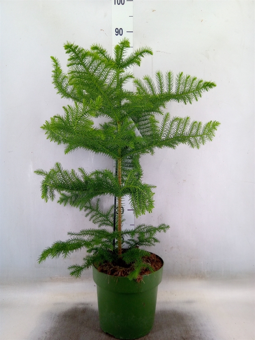 <h4>Araucaria heterophylla</h4>