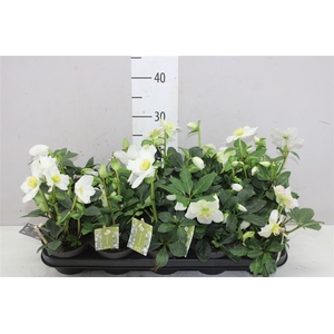 Helleborus Ni Advent Star 12+ Xl