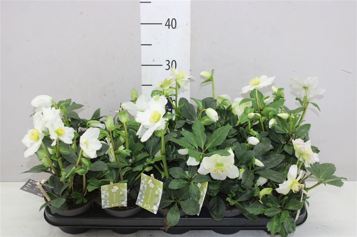 <h4>Helleborus Ni Advent Star 12+ Xl</h4>