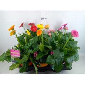 Gerbera  'Garvinea'   ...mix