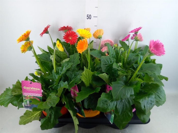 <h4>Gerbera  'Garvinea'   ...mix</h4>