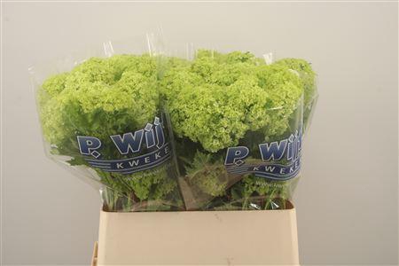 <h4>Viburnum Roseum St</h4>