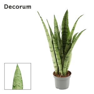 Sansevieria Peppermint 9 cm (Decorum)