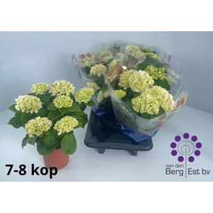 HYDR M CRYSTAL PALAC