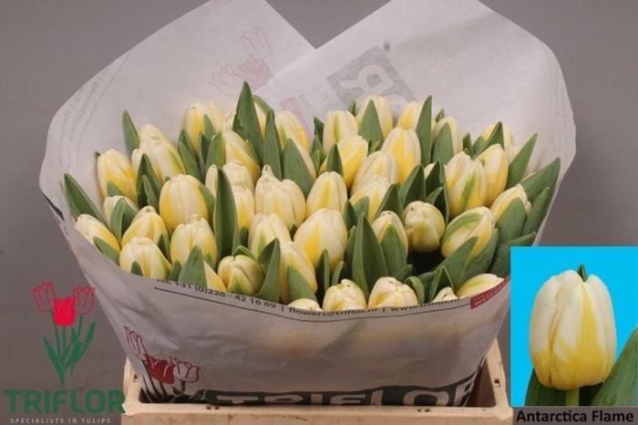 <h4>Tulipa si antarctica flame</h4>